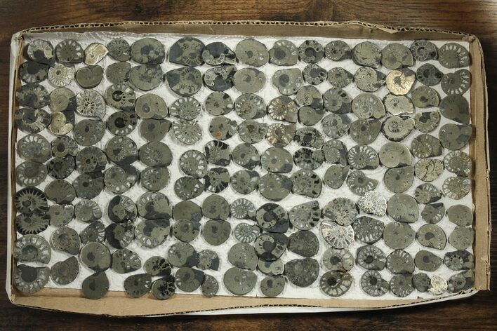 Lot: Cut & Polished, Pyrite Replaced Ammonite Pairs - Pairs #230340